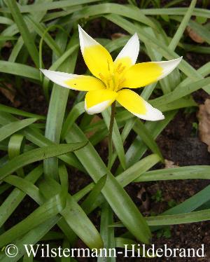 Tulipa tarda