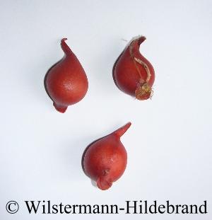 Zwiebeln von Tulipa turkestanica