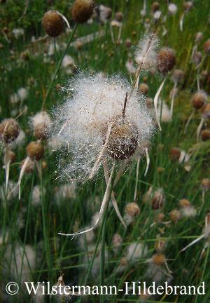 Typha minima