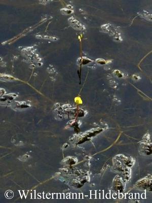 Utricularia gibba