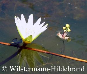 Utricularia stellaris