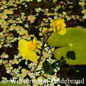 Utricularia vulgaris