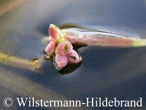 Blüten von Vallisneria australis