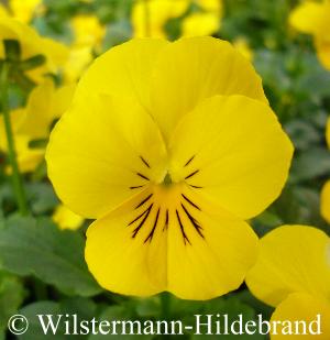 gelbes Hornveilchen
