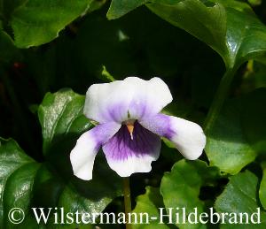 Viola hederacea