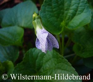 Viola sororia Freckles