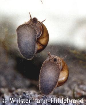 ein Pärchen Sumpfdeckelschnecken