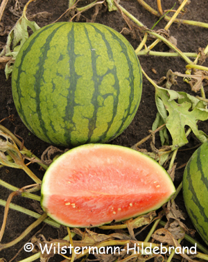 Wassermelone Bonanza