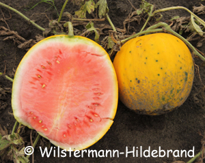 Wassermelone Zloto Wolicy