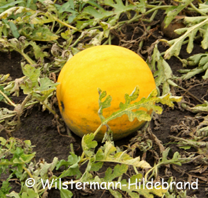 Wassermelone Zloto Wolicy