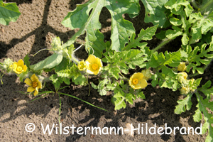 blühende Wassermelonen