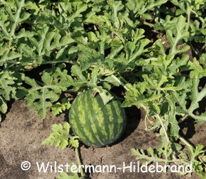 Wassermelone im Beet