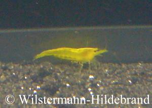 Yellow-Fire-Garnele
