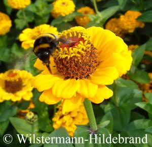 Oklahoma Gold mit Hummel