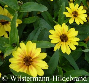 Profusion Yellow