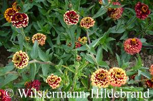 Zinnia haageana Aztec Gold