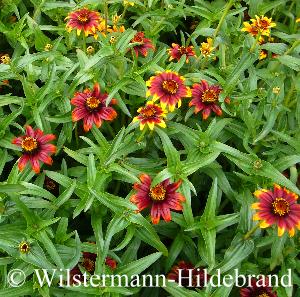 Zinnia haageana Old Mexiko