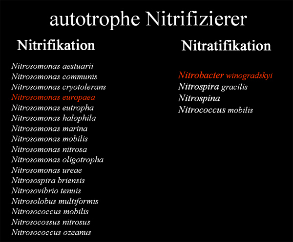 Liste mit autotrophen Nitrifizierern