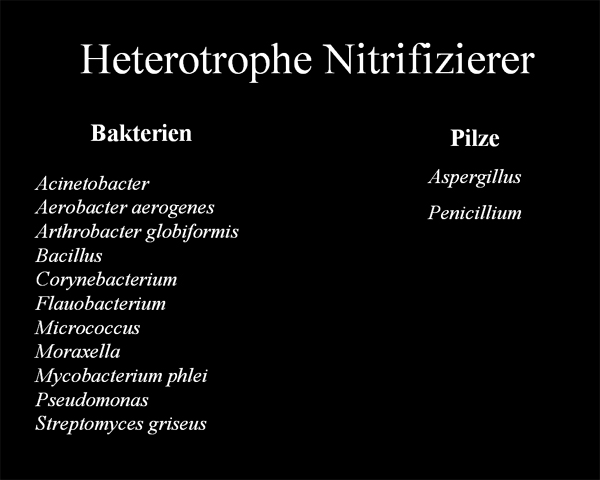 heterotrophe Nitrifizierer