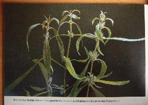Bild von H. salicifolia