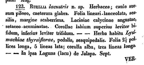 Erstbeschreibung von Hygrophila lacustris